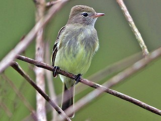 Elaenia chiriquensis