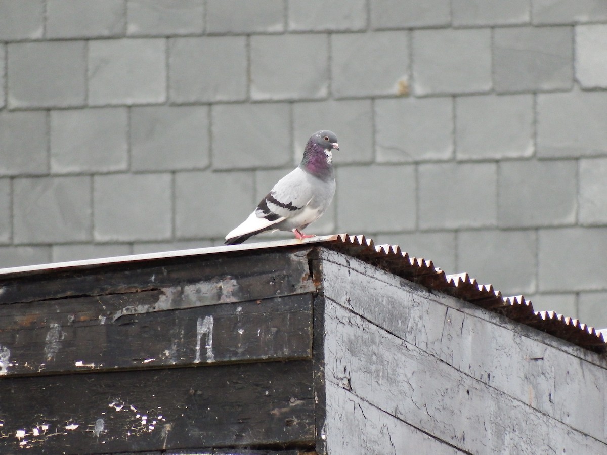 Rock Pigeon (Feral Pigeon) - ML478770411