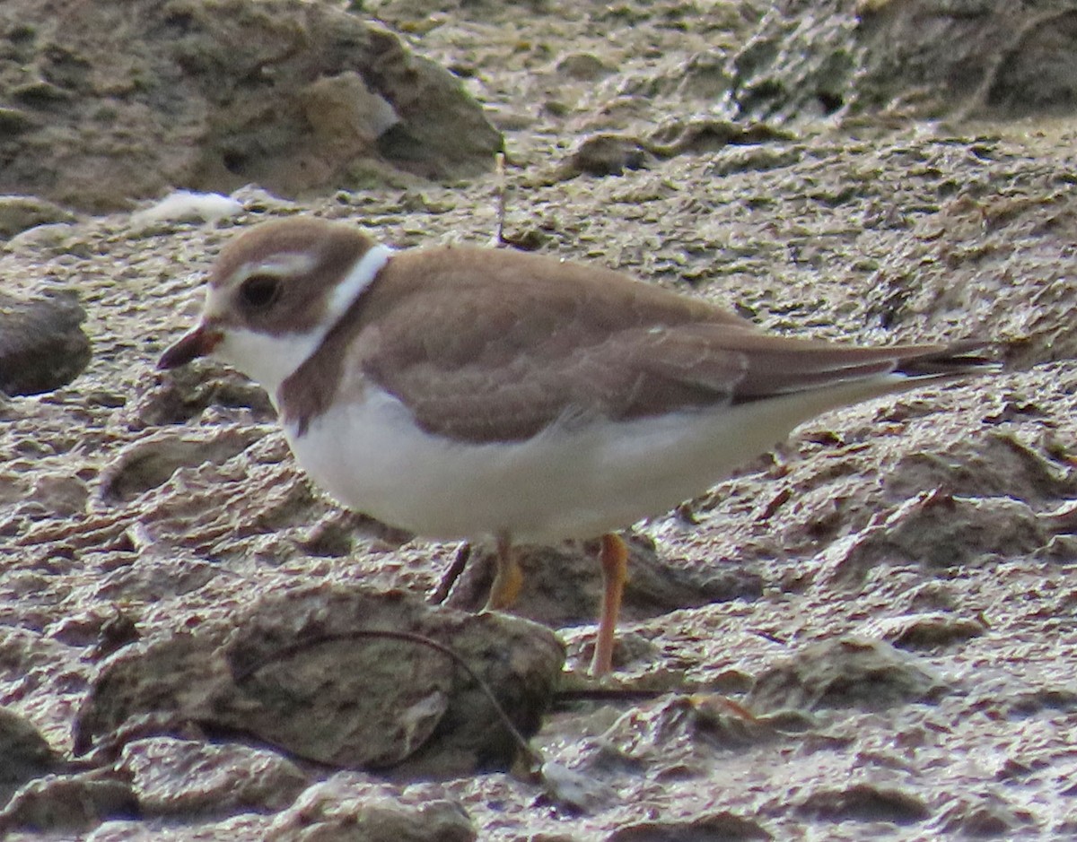 Semipalmated Plover - ML478773321