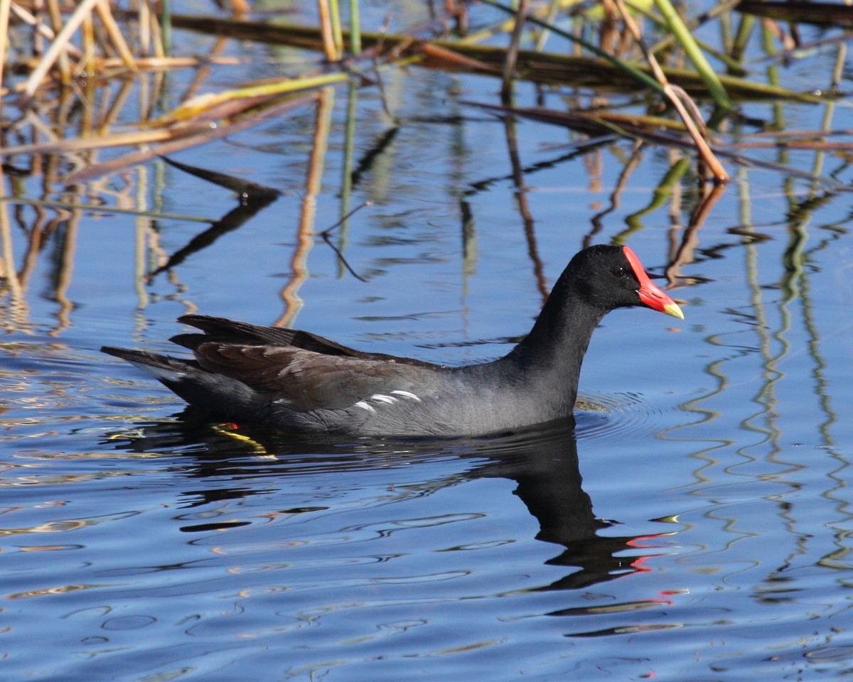 Common Gallinule - Mike V.A. Burrell