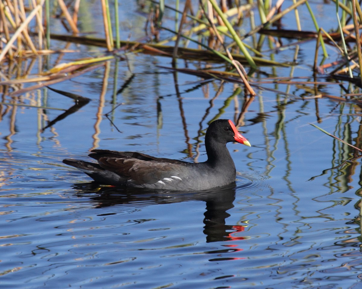 Common Gallinule - Mike V.A. Burrell