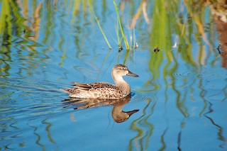 Blue-winged Teal, ML47877581