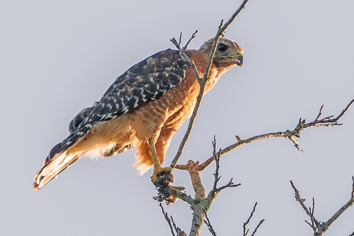 ml478777041-red-shouldered-hawk-macaulay-library