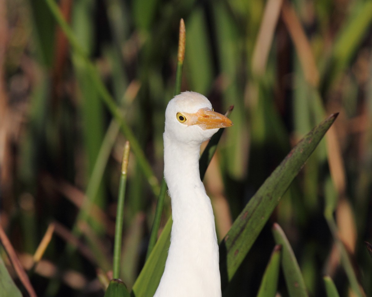 Western Cattle Egret - Mike V.A. Burrell