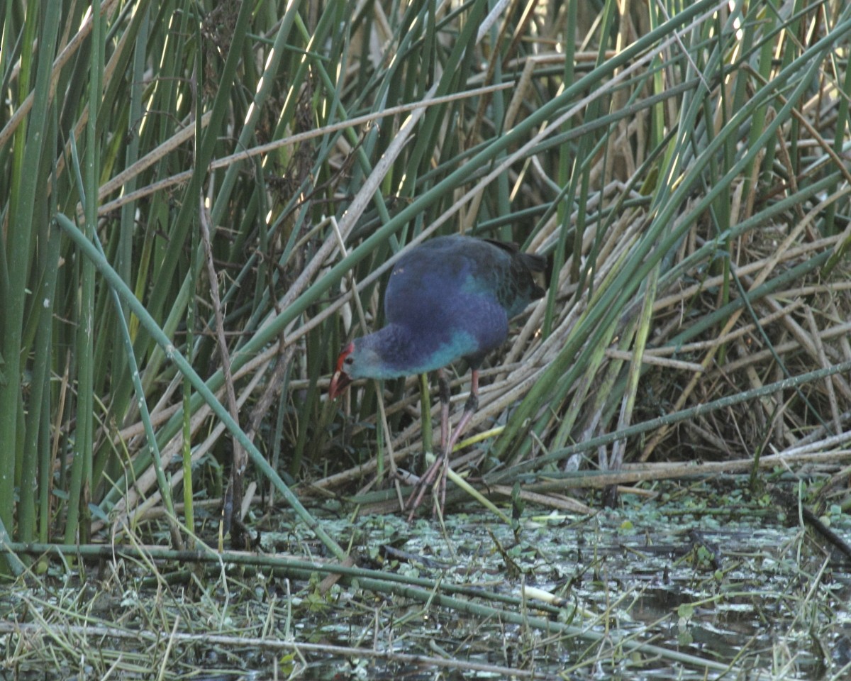 Gray-headed Swamphen - Mike V.A. Burrell