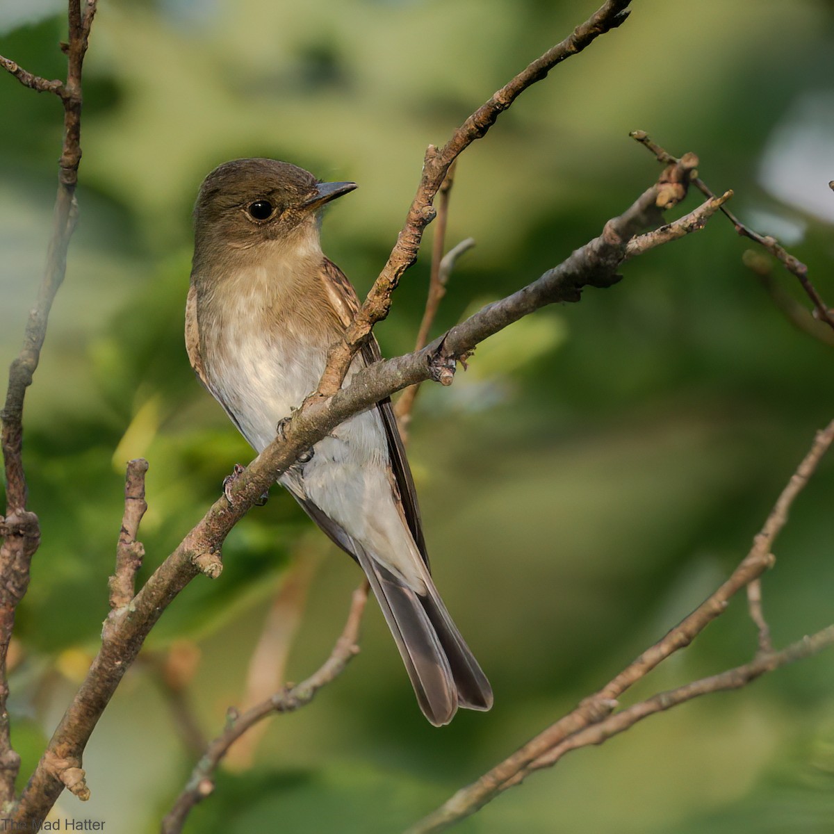 eBird Checklist - 26 Aug 2022 - Pennypack Ecological Restoration Trust ...