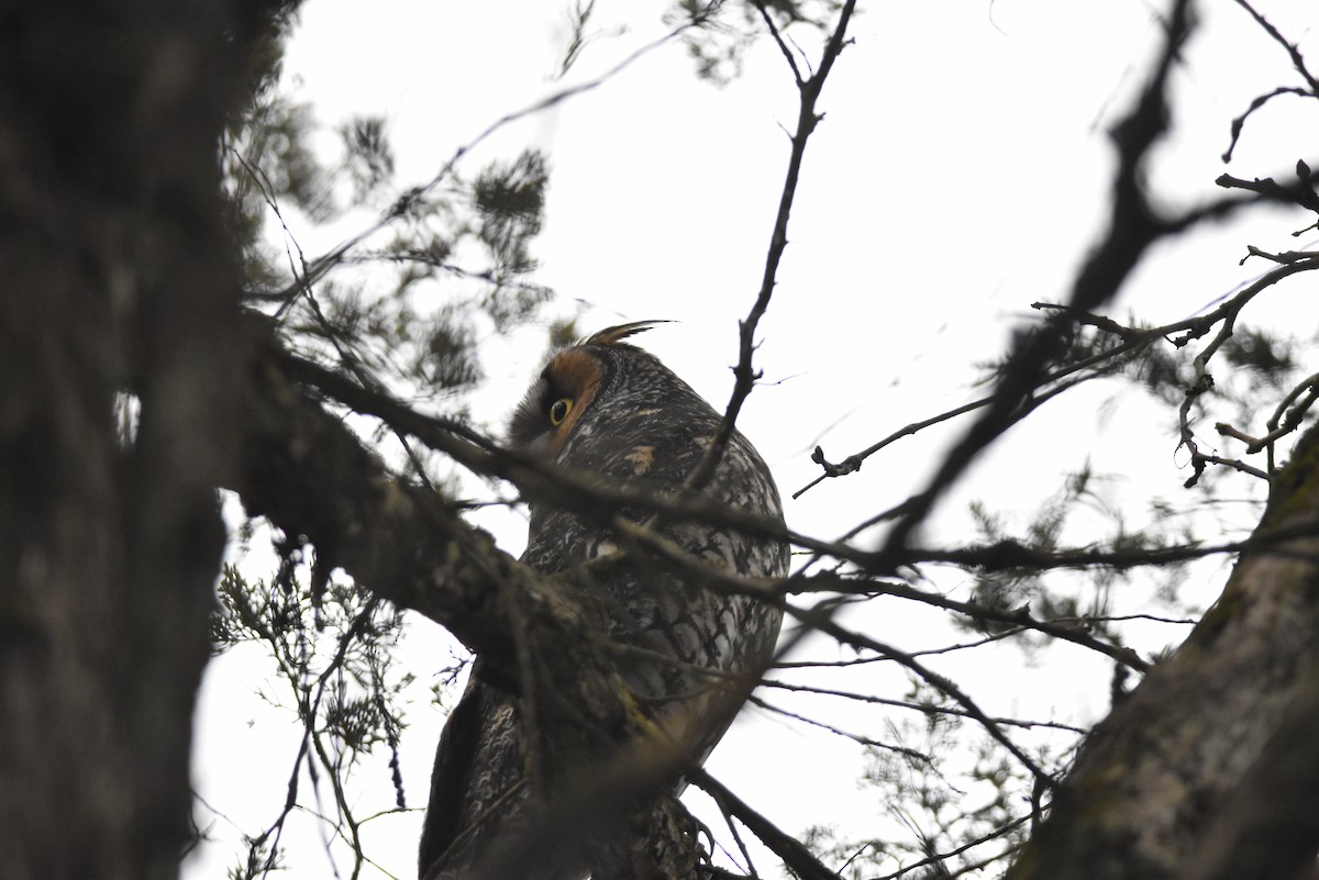 Long-eared Owl - jerod skebo