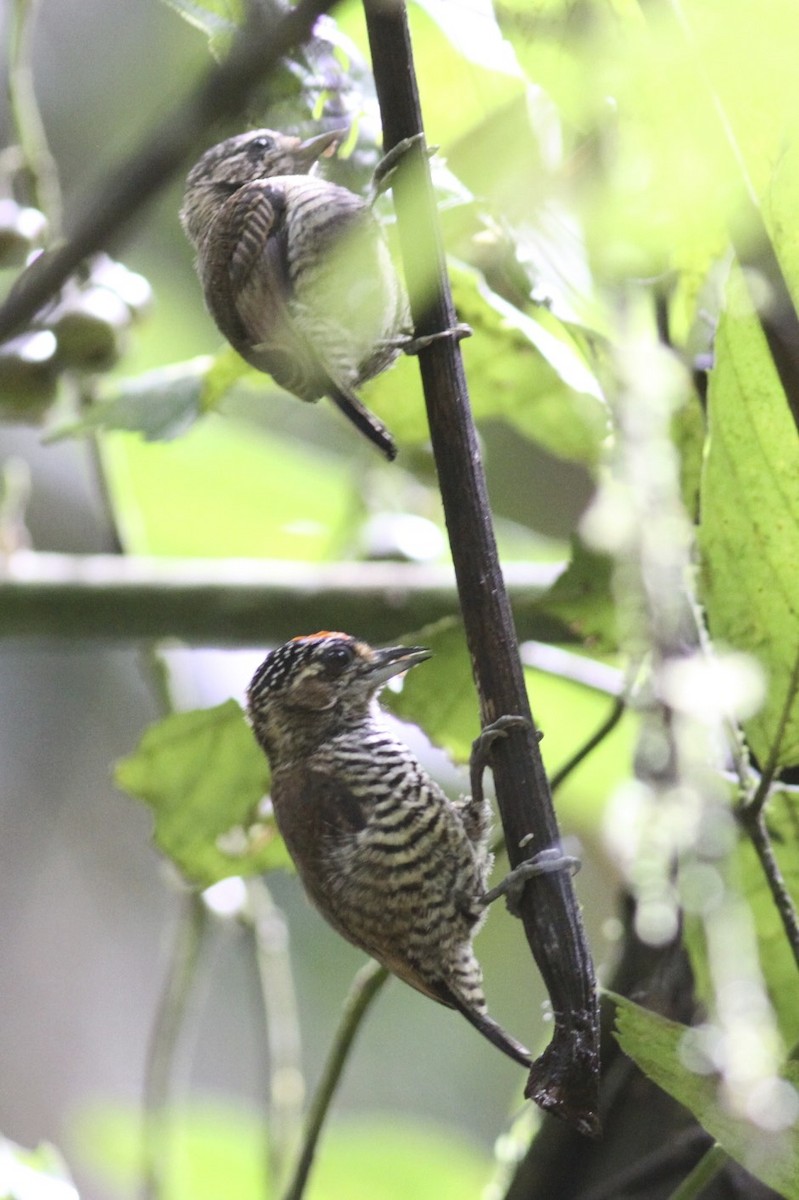 White-barred Piculet - ML47878441