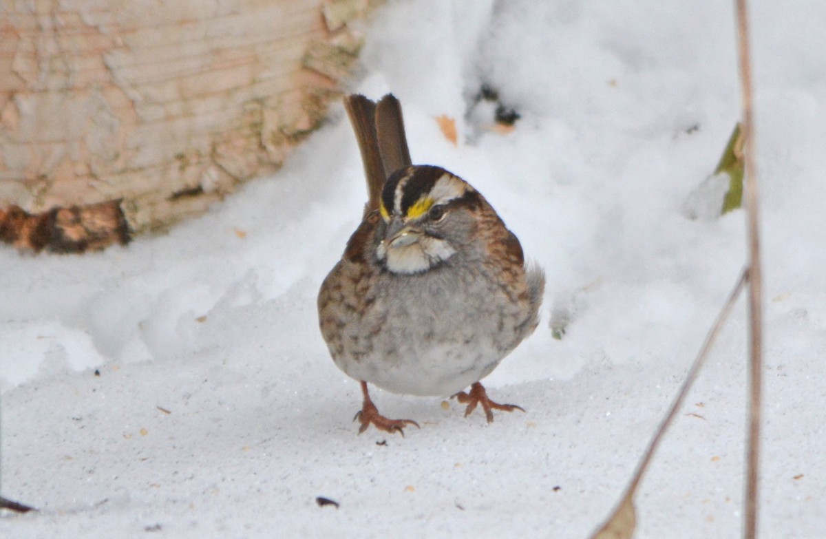 White-throated Sparrow - Steve Mierzykowski