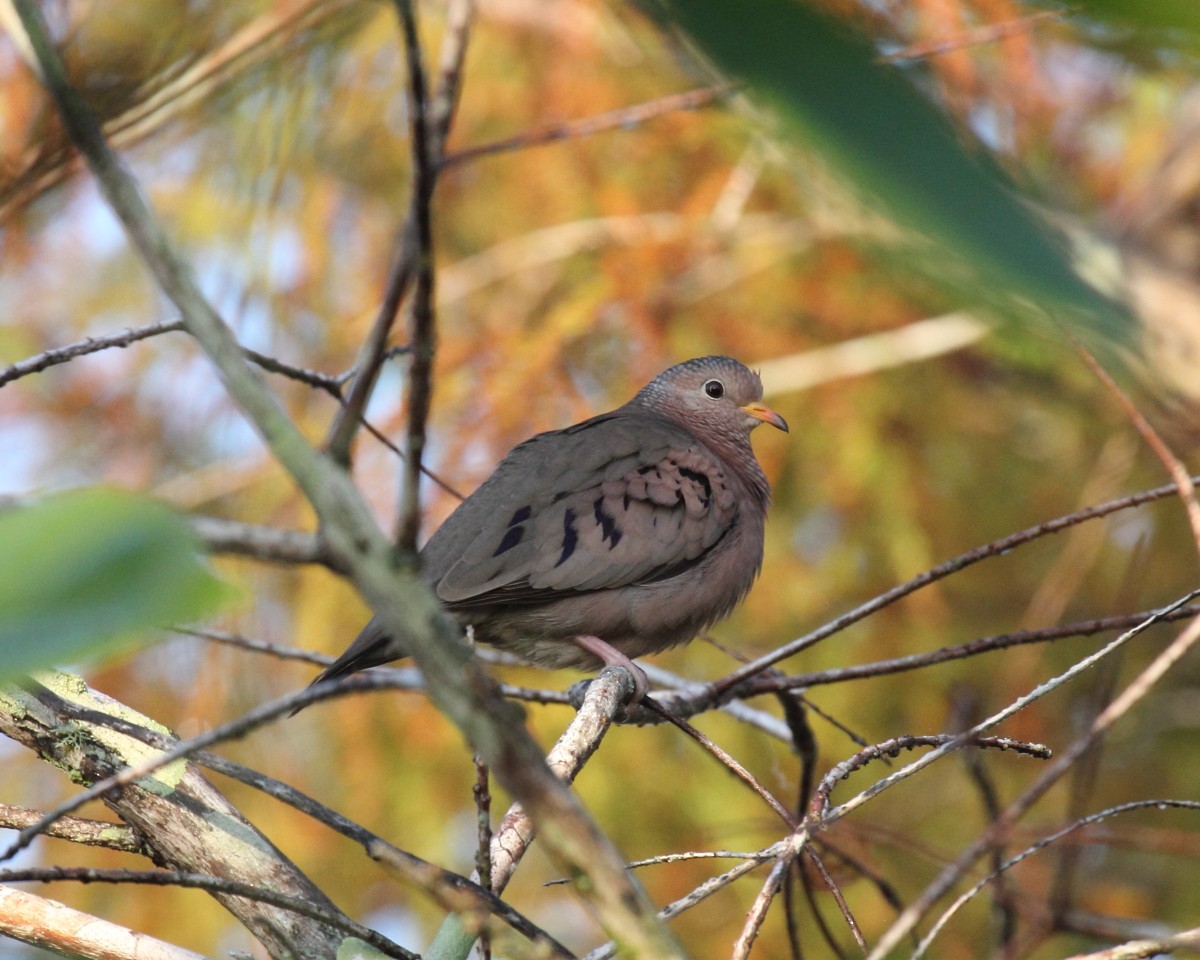 Common Ground Dove - Mike V.A. Burrell