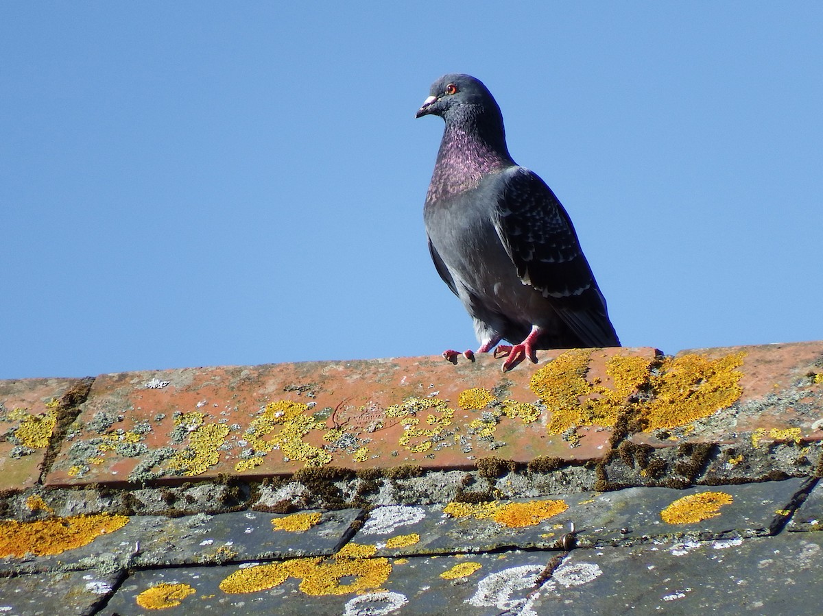 Rock Pigeon (Feral Pigeon) - ML478793881
