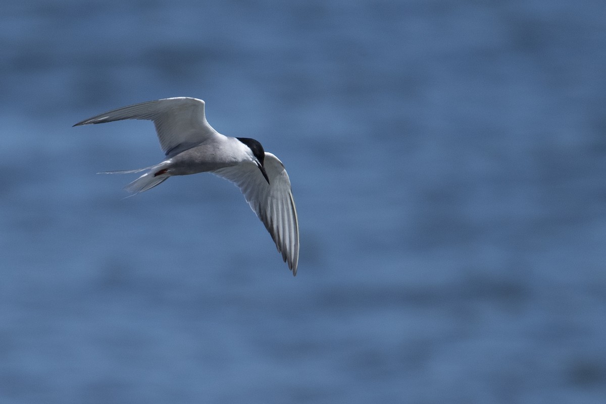 Common Tern (longipennis) - ML478795851