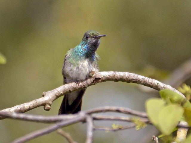 Male - Mangrove Hummingbird - 