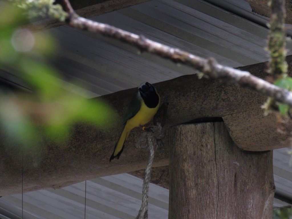 Green Jay - ML478797071