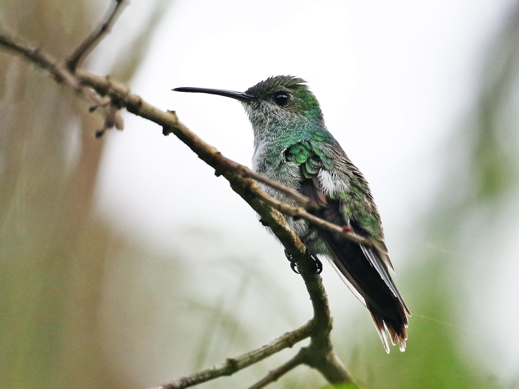 Mangrove Hummingbird - Andrew Spencer