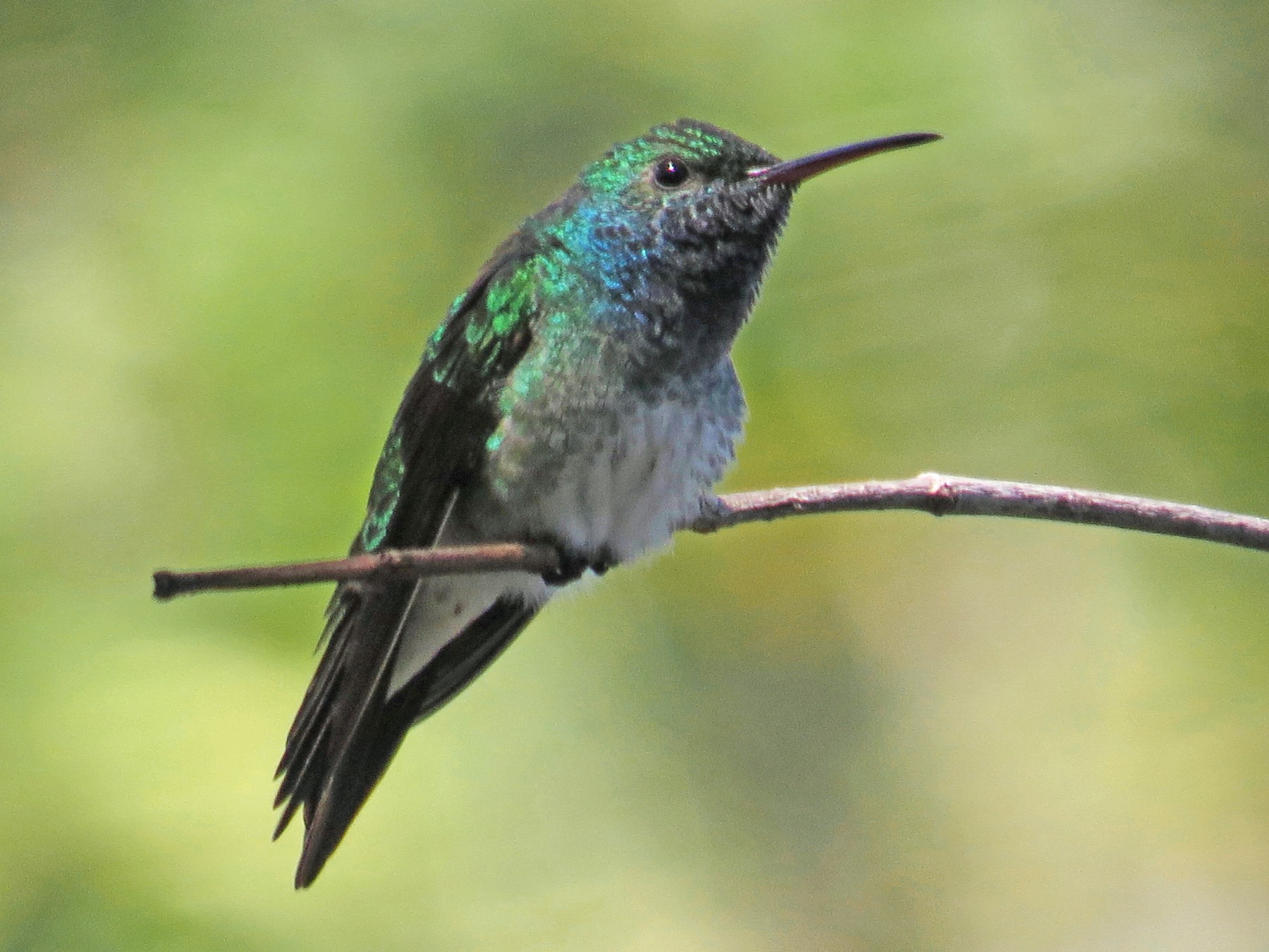 Mangrove Hummingbird - eBird