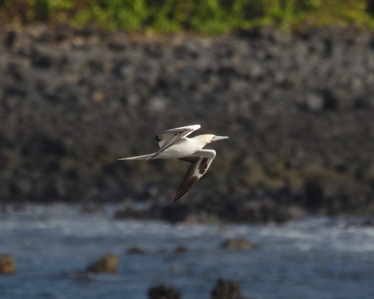 Red-footed Booby (Atlantic) - ML478800961