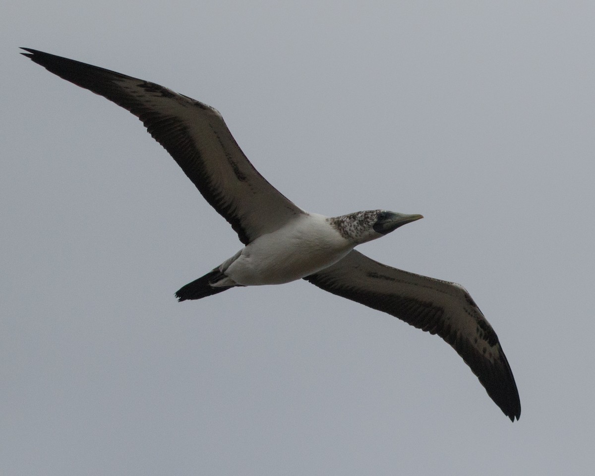 Masked Booby - ML478801161