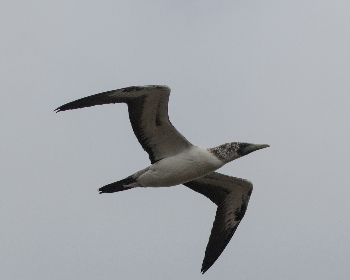 Masked Booby - ML478801191