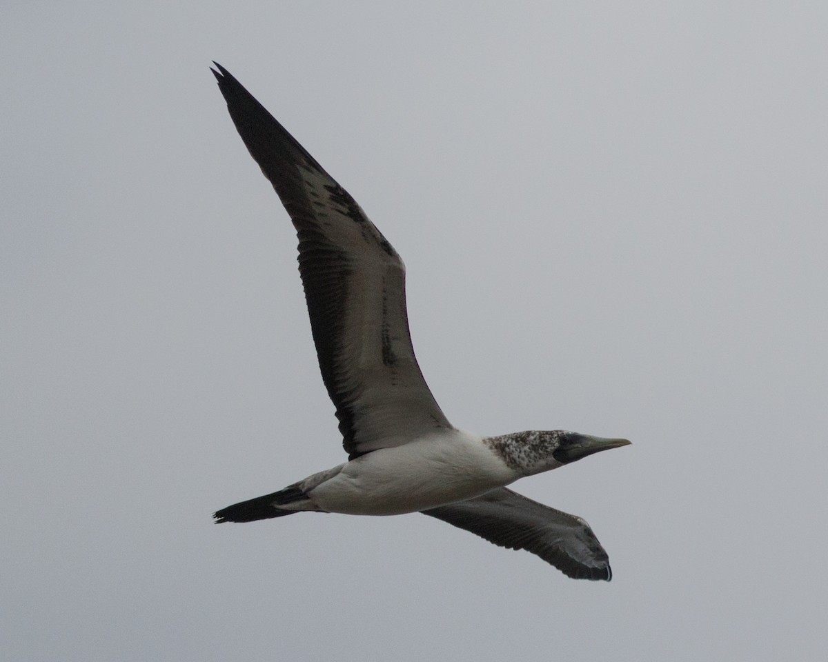 Masked Booby - ML478801471