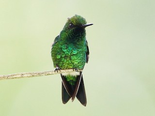  - Garden Emerald