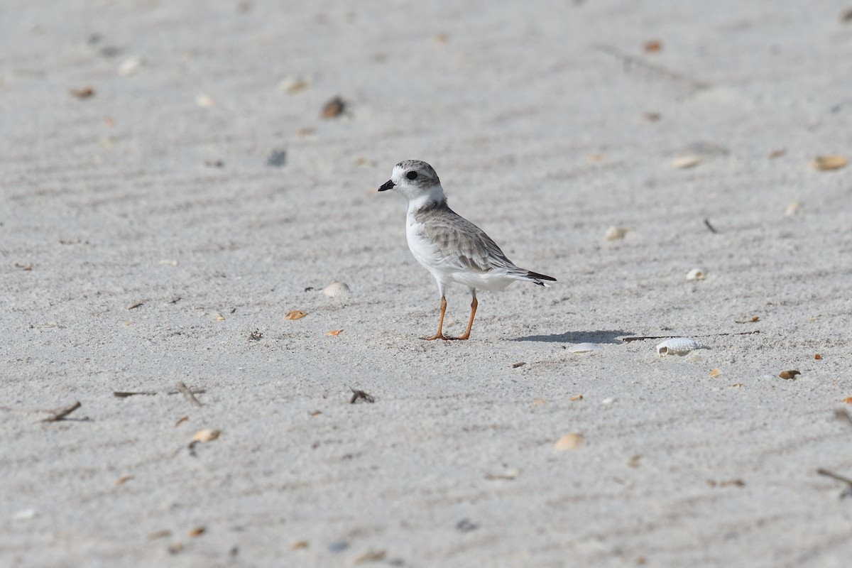 Piping Plover - ML478802021