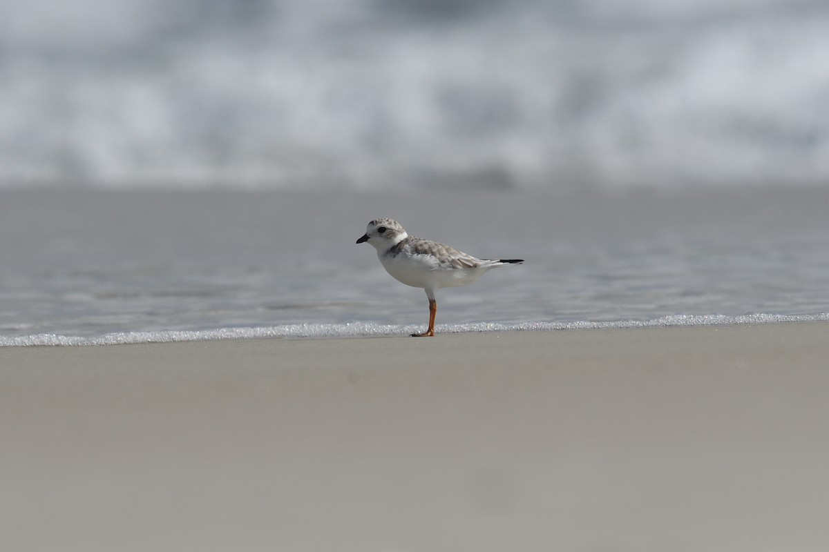 Piping Plover - ML478802071