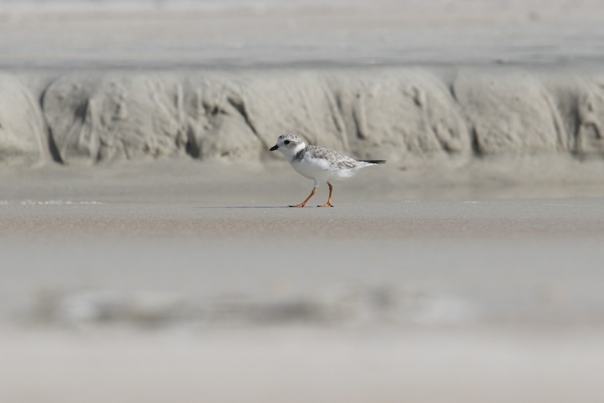 Piping Plover - ML478802111