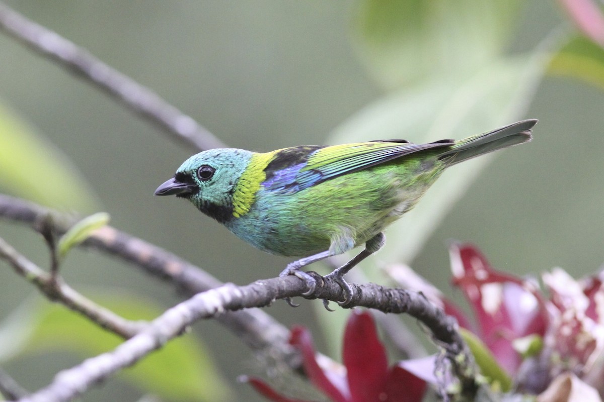 Green-headed Tanager - ML47880701