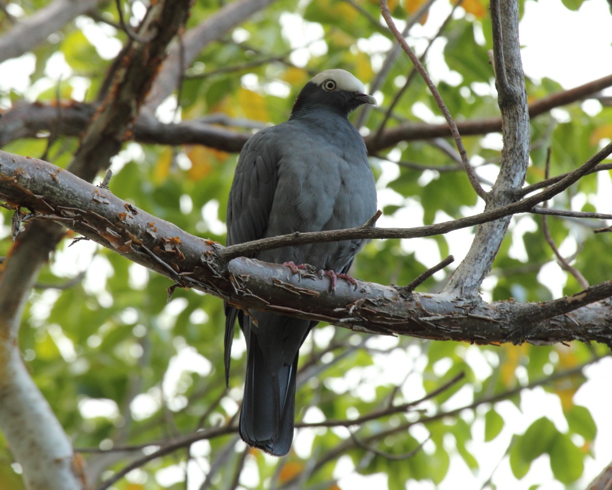 White-crowned Pigeon - Mike V.A. Burrell