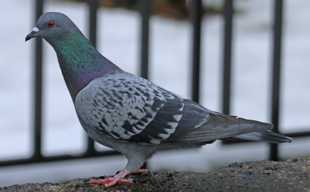 Rock Pigeon (Feral Pigeon) - ML47881191