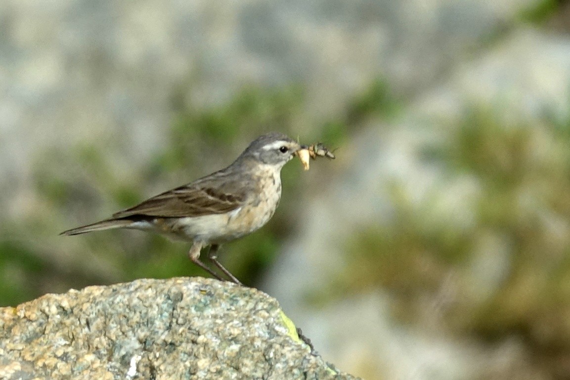 Water Pipit - ML478812561