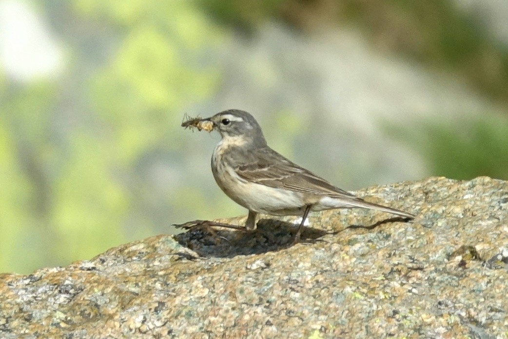 Water Pipit - ML478812571
