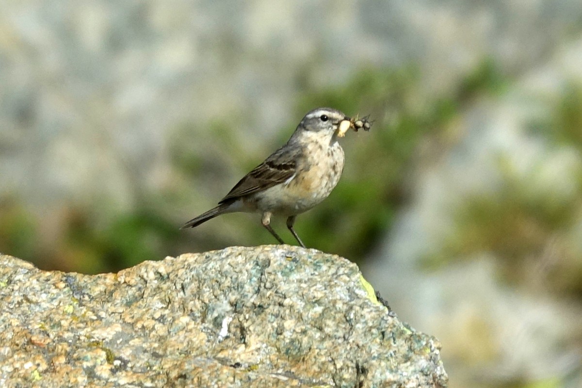 Water Pipit - ML478812581