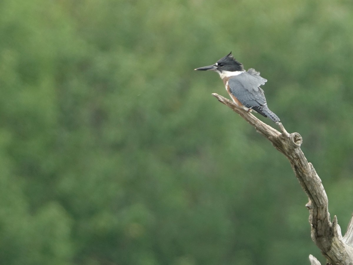 Belted Kingfisher - ML478813131