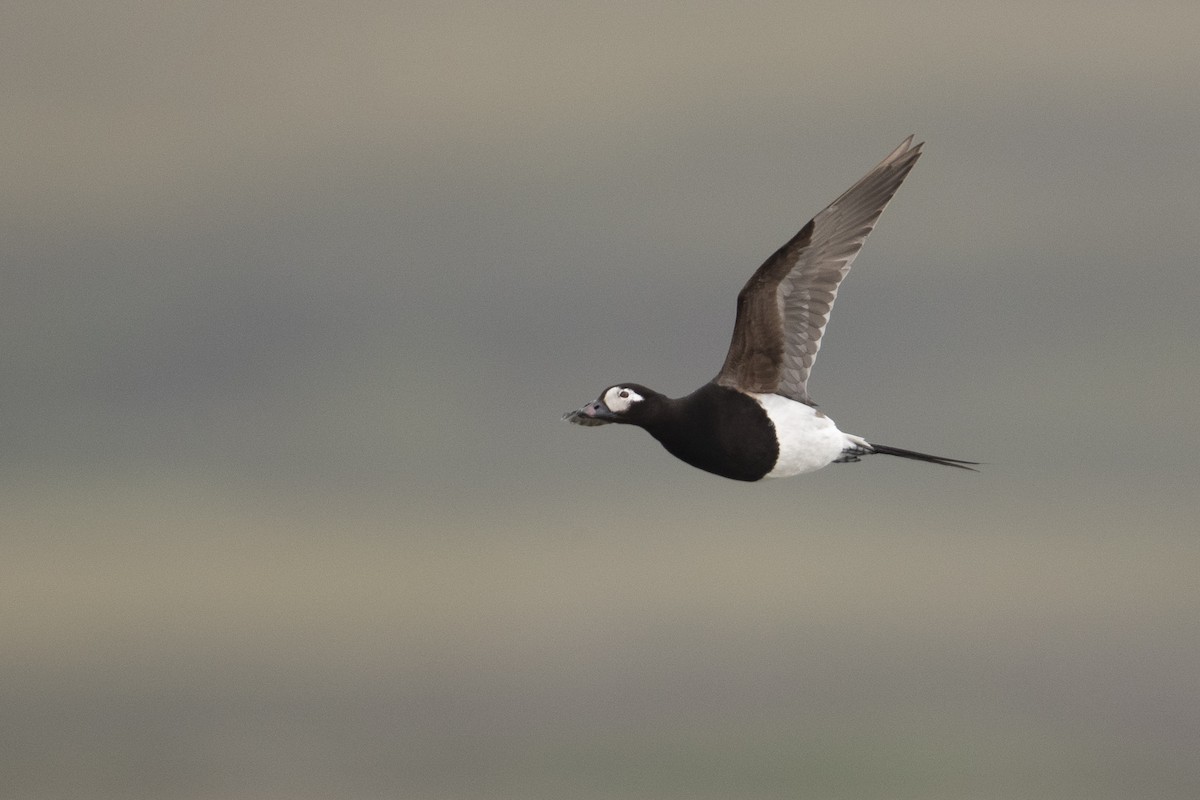 Long-tailed Duck - ML478815391