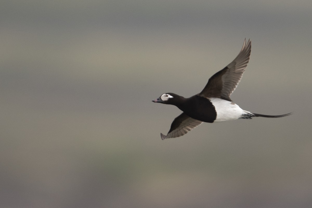 Long-tailed Duck - ML478815411