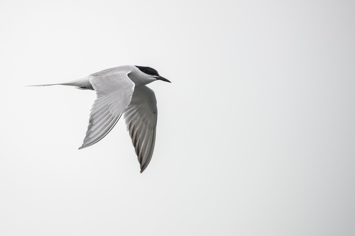 Common Tern (longipennis) - ML478815731