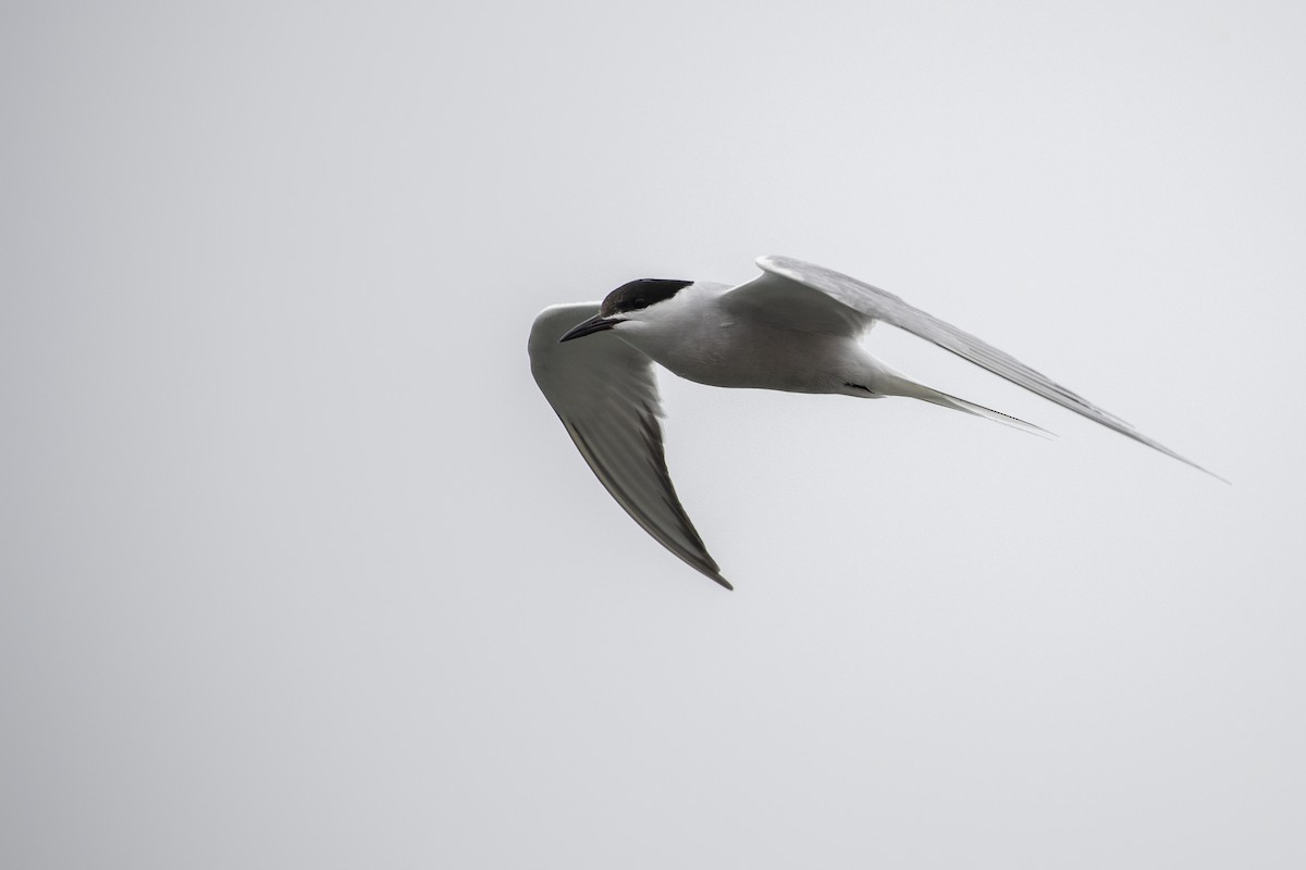 Common Tern (longipennis) - ML478815741