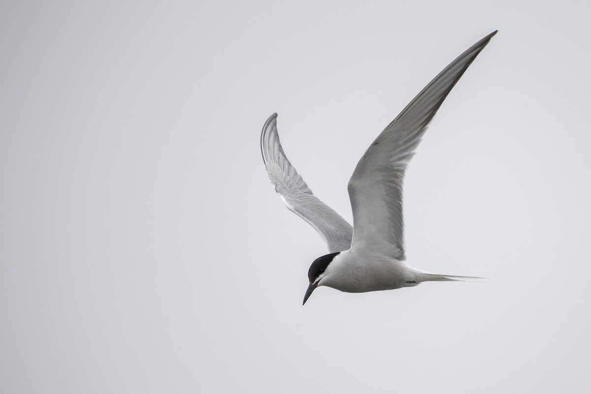 Common Tern (longipennis) - Michael Stubblefield