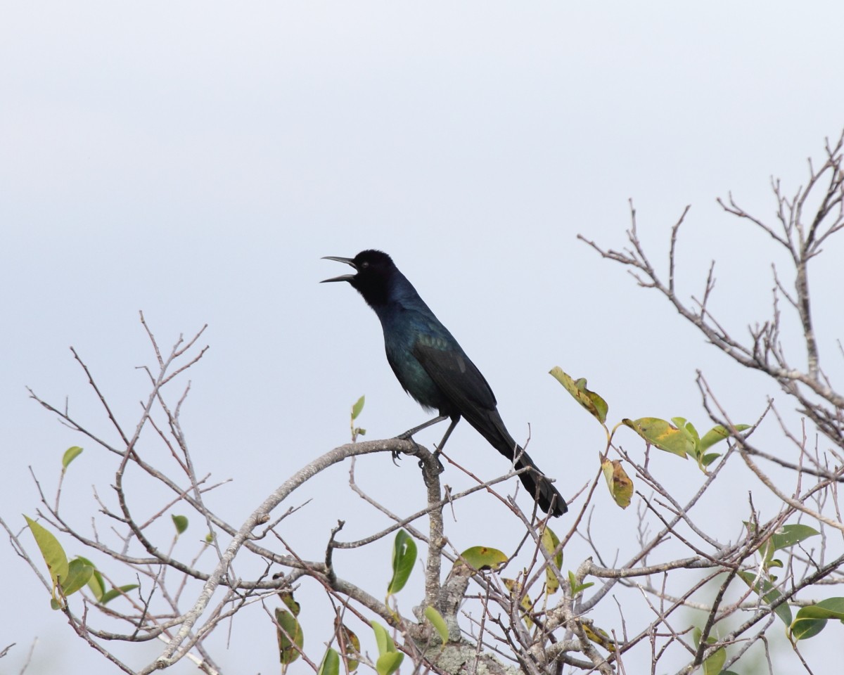 Boat-tailed Grackle - Mike V.A. Burrell
