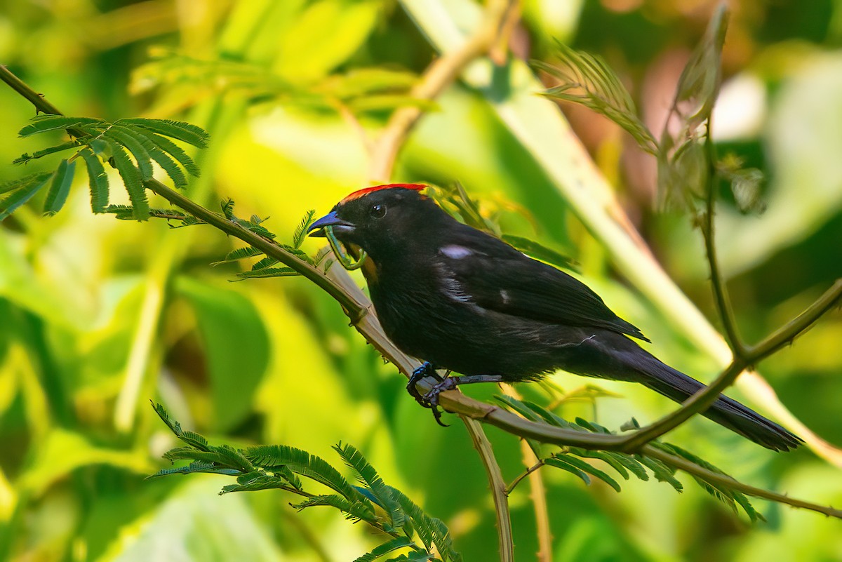 Flame-crested Tanager - ML478817271