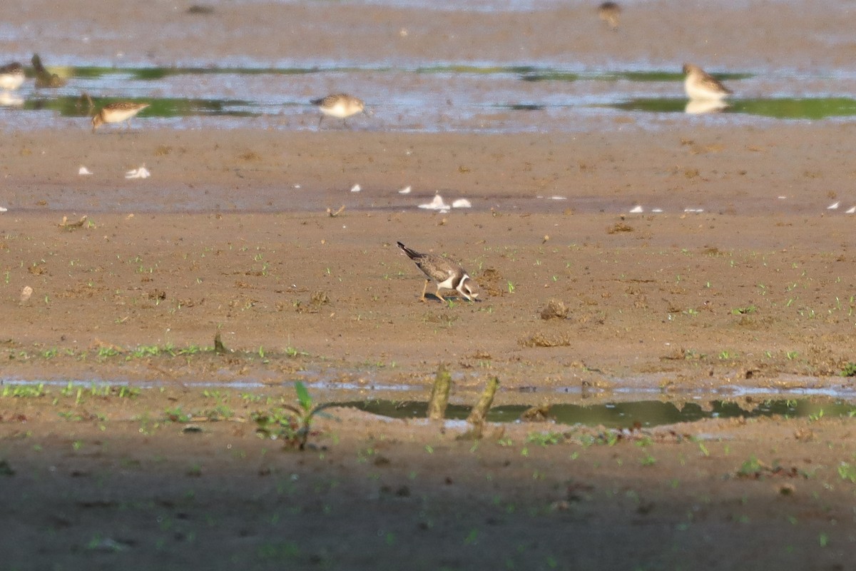 Semipalmated Plover - ML478820761