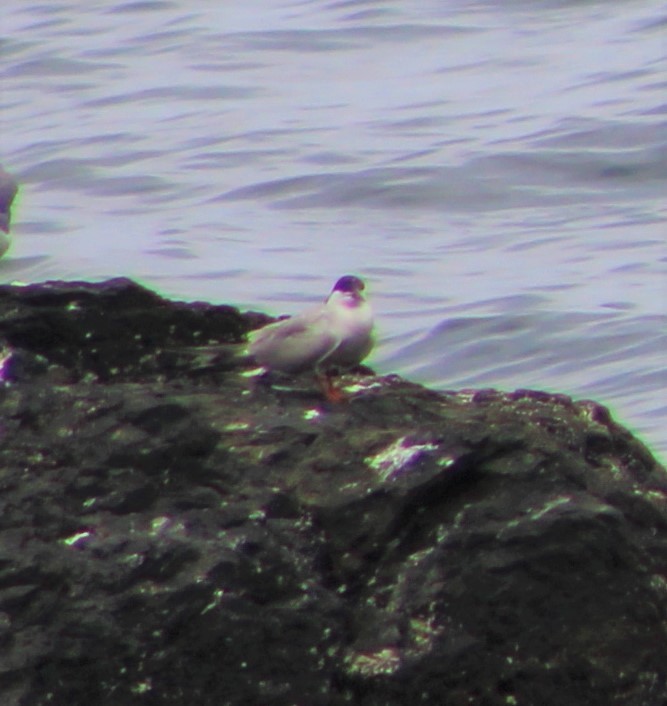 Common Tern - ML478820781