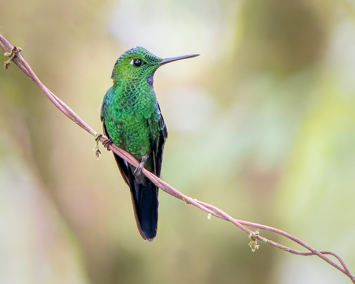 Green-crowned Brilliant - ML478821481