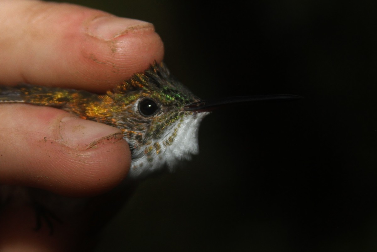 Azure-crowned Hummingbird - ML47882211