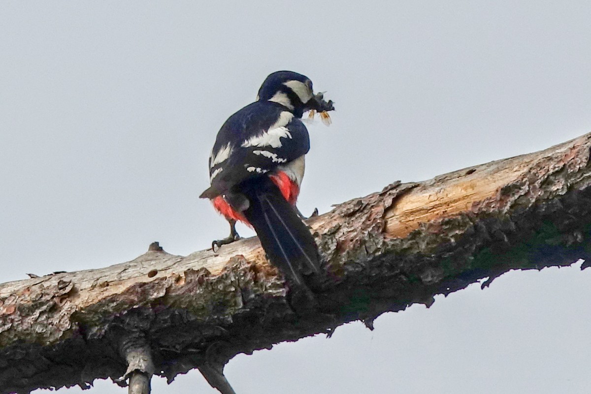 Great Spotted Woodpecker (Great Spotted) - ML478822291