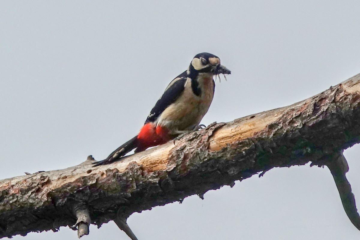 Great Spotted Woodpecker (Great Spotted) - ML478822301