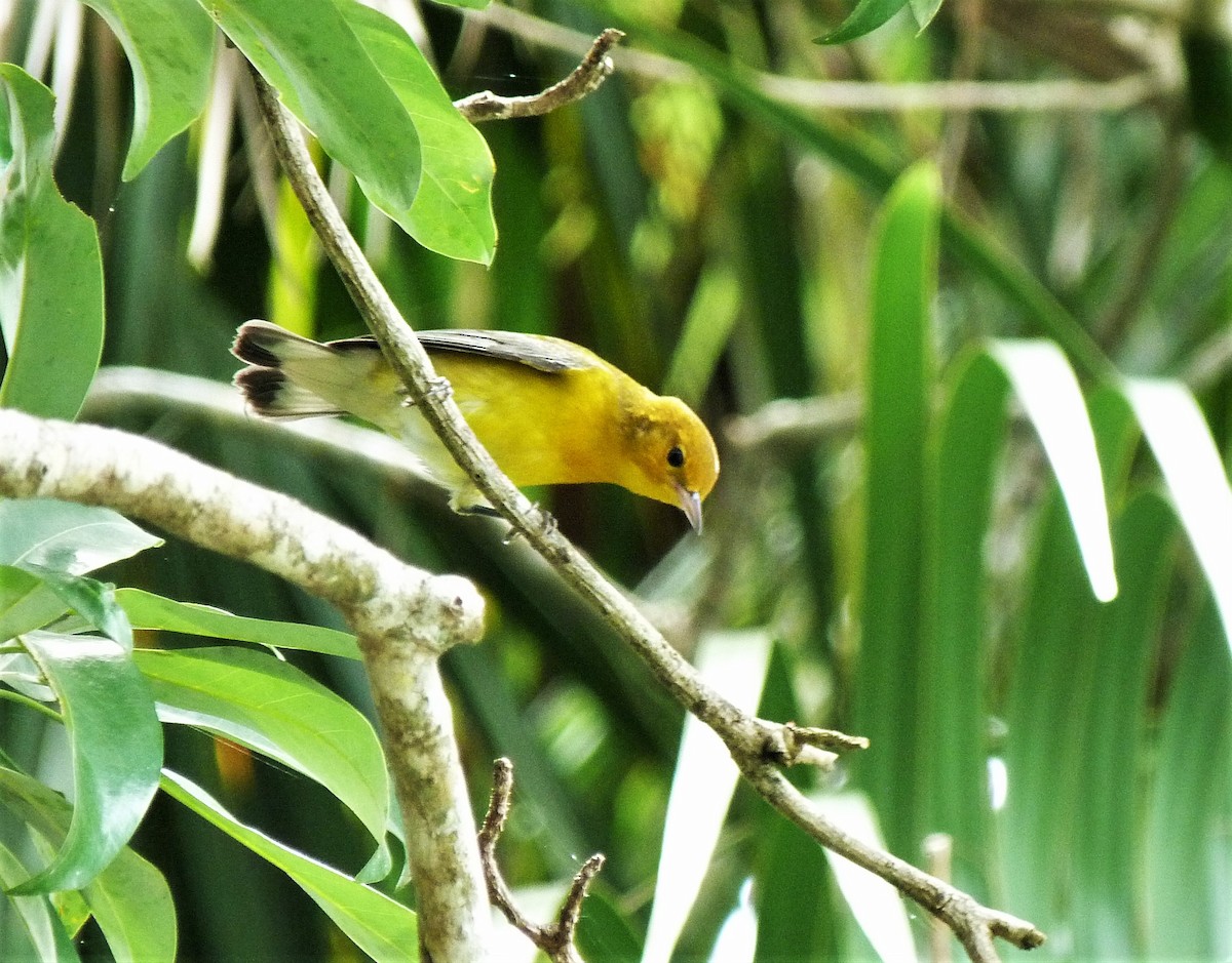 Prothonotary Warbler - ML478829151