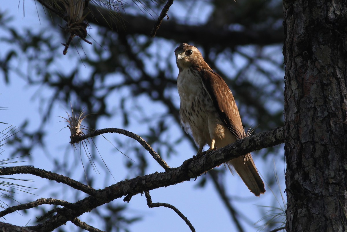 Red-tailed Hawk (kemsiesi/hadropus) - ML47883141
